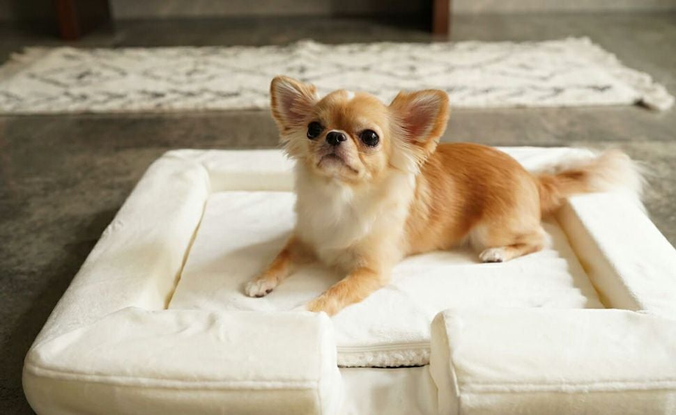 Recovery Sleep　ペットベッド